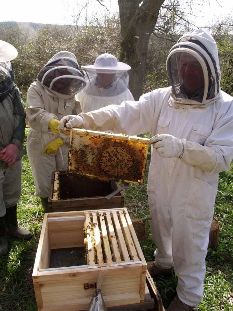 Examining a good frame in the spring