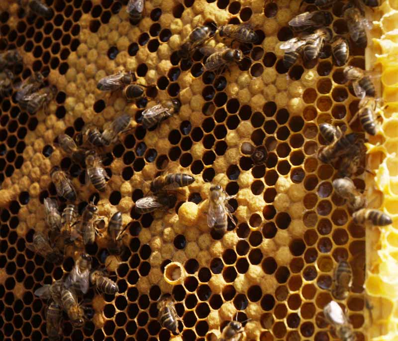 Nice honey bee brood