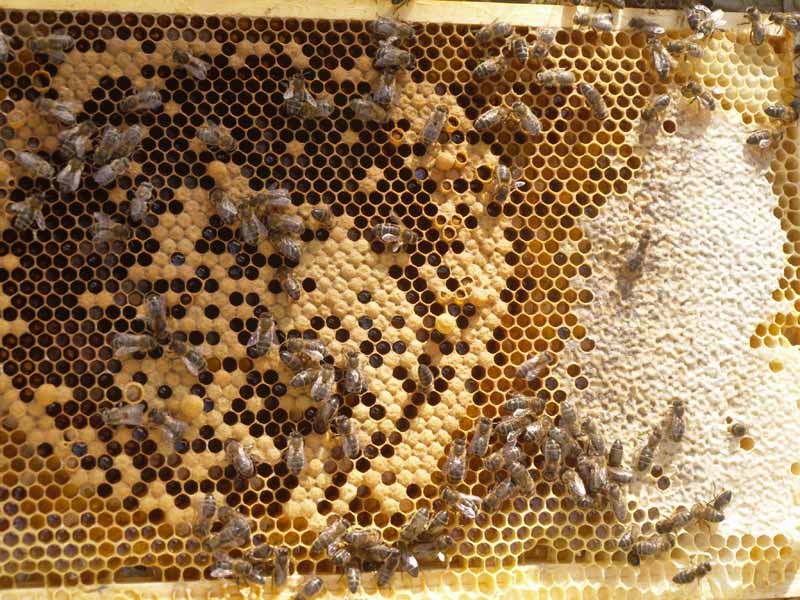 Nice honey bee brood and stores