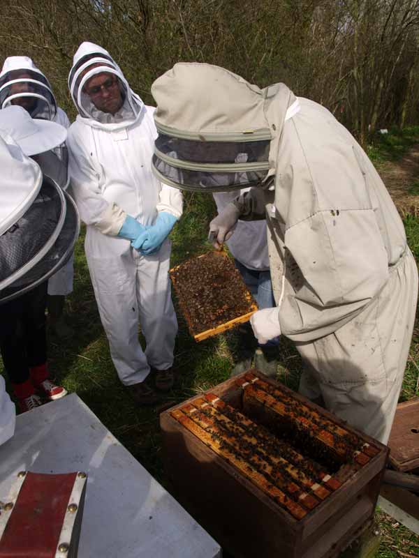 Inspecting the frames of bees