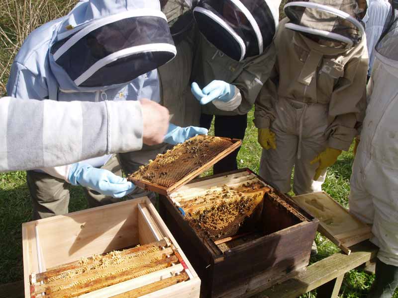 Inspecting the frames of bees