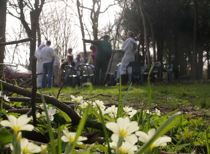 Tea among the primroses