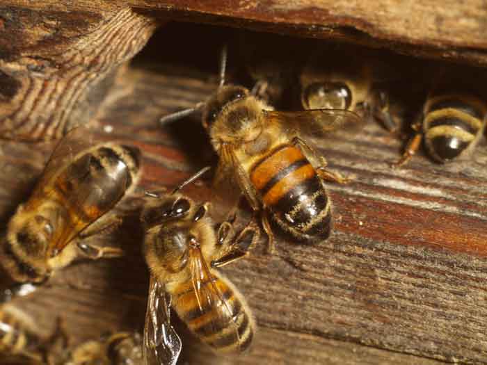 All alert but peaceful;honey bees watching the beekeeper