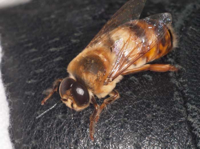 Big eyed drone honey bee