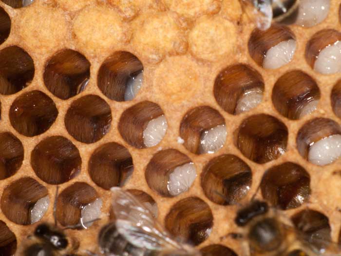 Honey comb showing developing brood