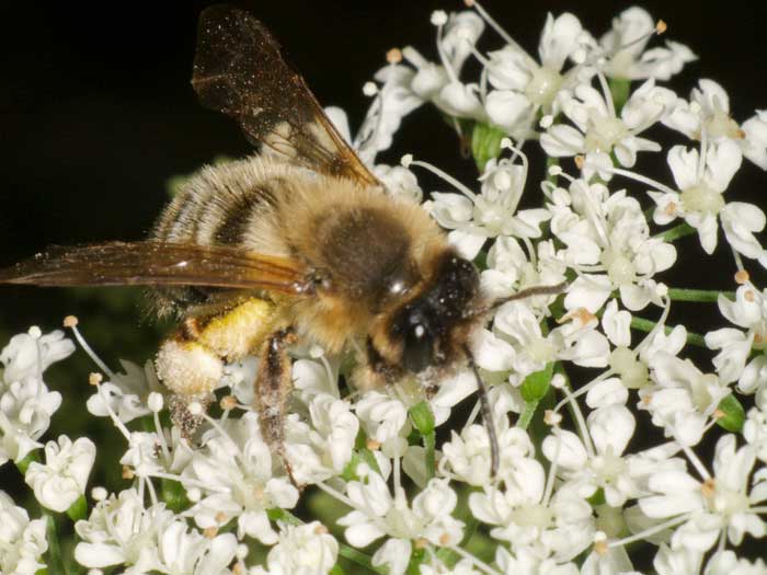 Honey bee Early pollen collecting