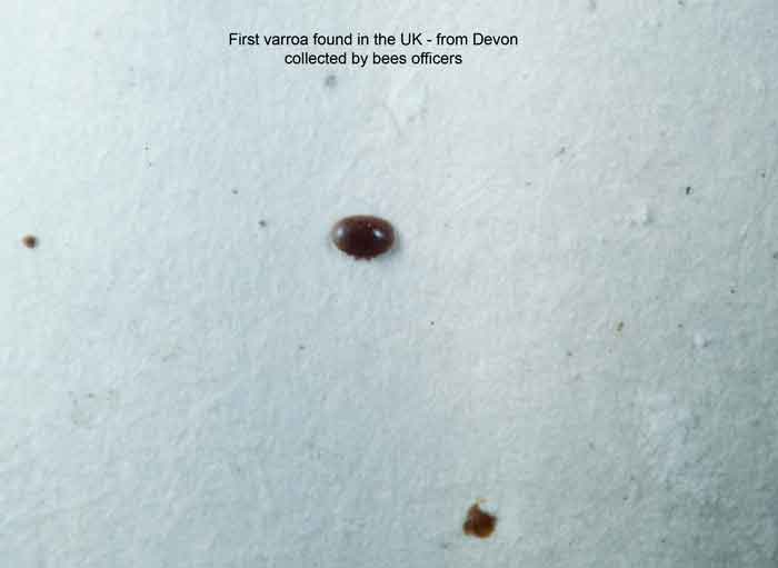 Varroa first batch of first ever found in the UK (Devon)