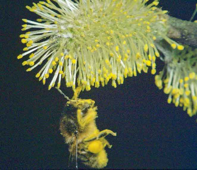 Hang on: busy spring work gathering pollen from willow