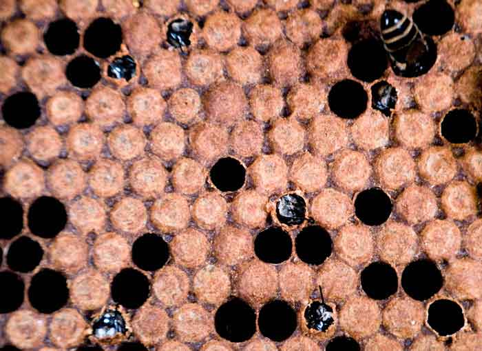 A fine frame of hatching honey bee brood