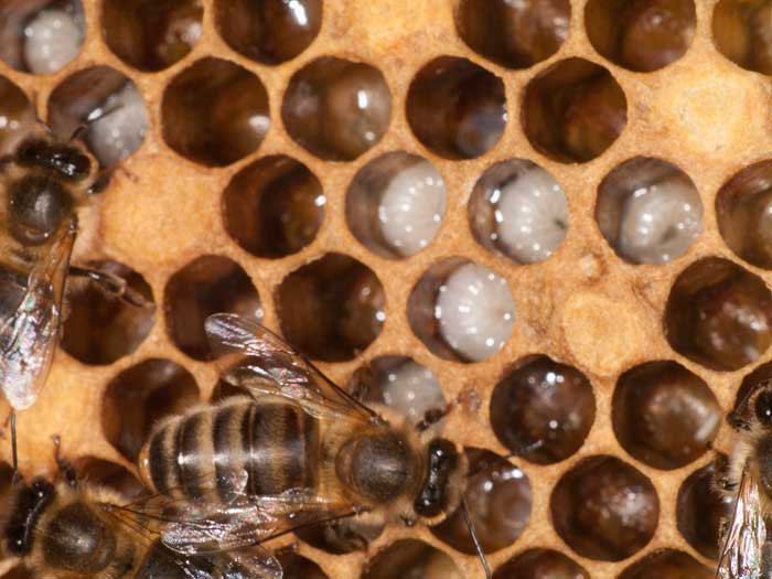 Lovely honey bee brood