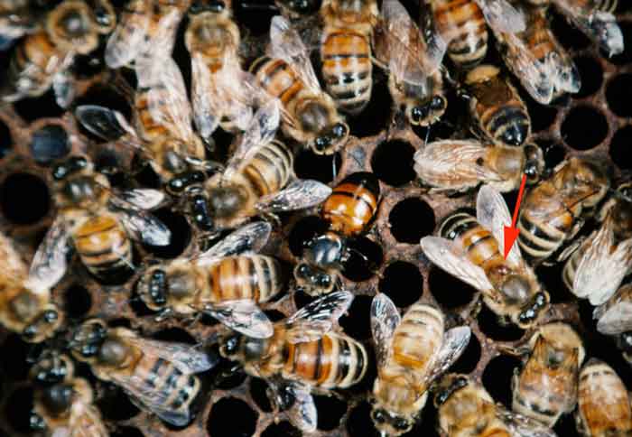 Varroa and virus infected honey bees