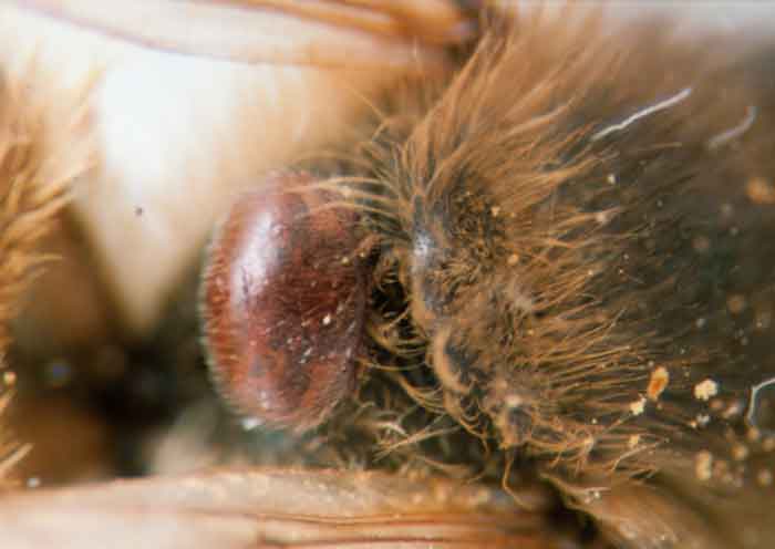 Varroa on a honey bee's back