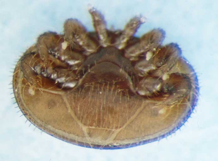 Varroa ventral view: first batch of first ever found in the UK (Devon)