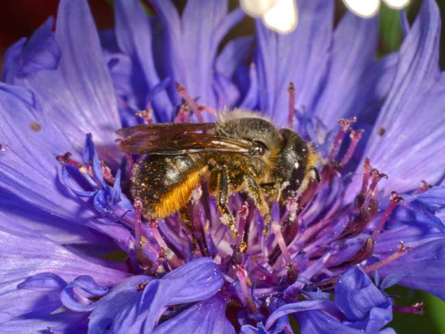 Foraging solitary bee