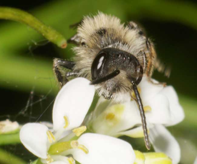Foraging solitary bee