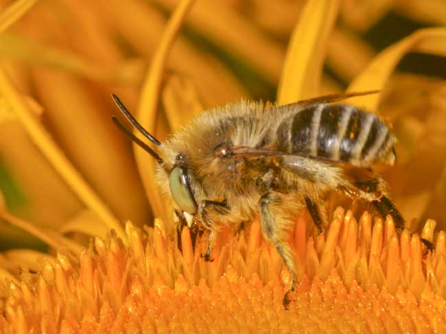 Foraging solitary bee