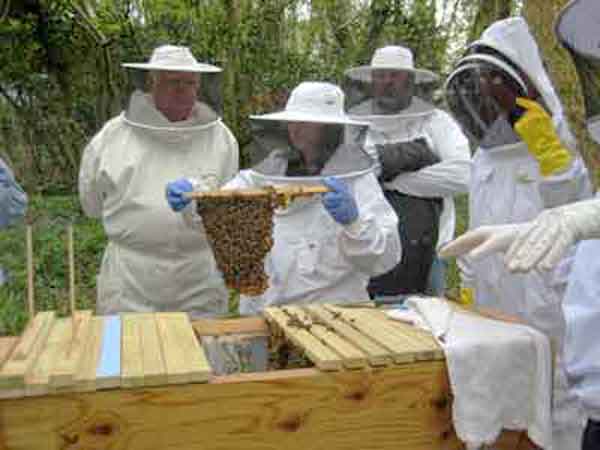Honey bee Long-hive Whitelands