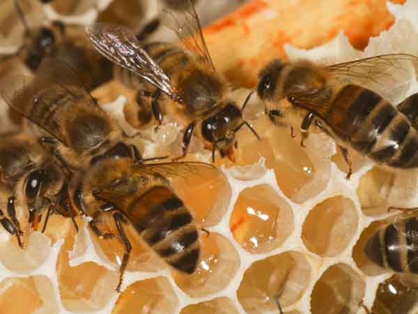 Plenty of nectar, Whitlands apiary