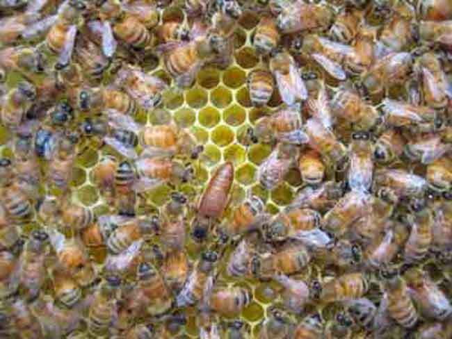 Honey bee queen at the Whitelands apiary