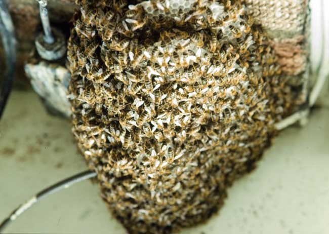 Honey bee swarm on electrical box