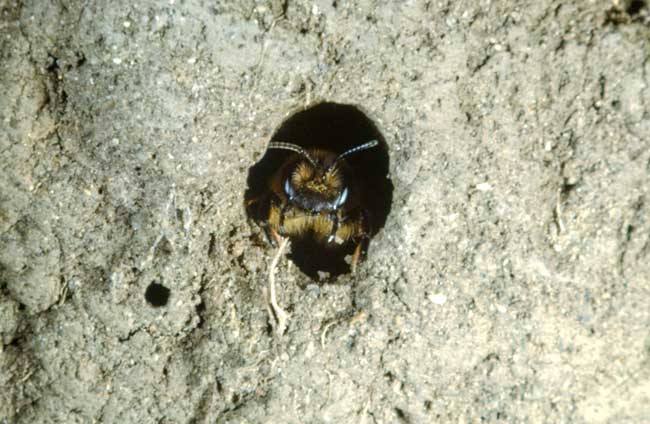 Solitary bee: What big jaws I have